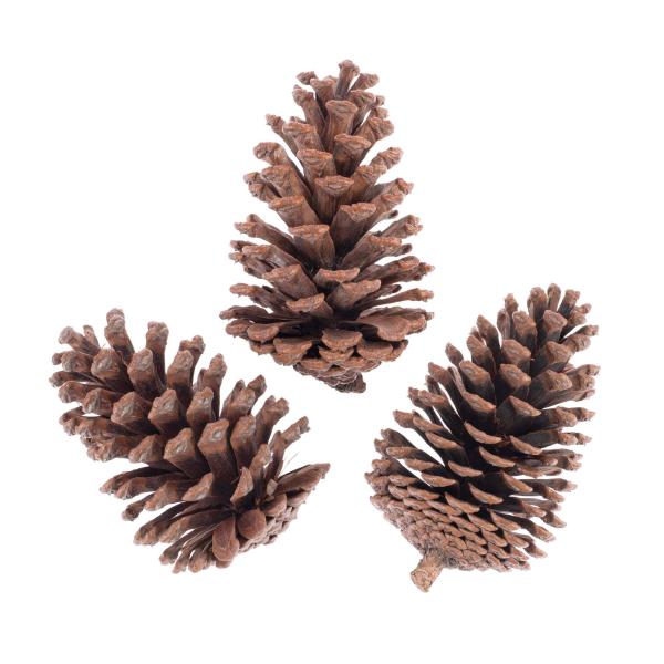 Kieferzapfen, natur 11-14cm, 3St