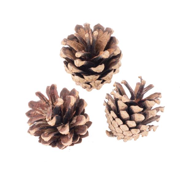 Kieferzapfen mix, natur 3-5cm, 150g