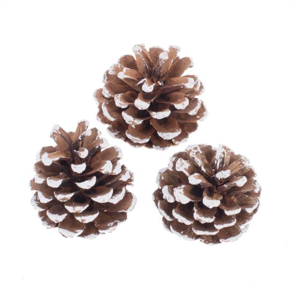 Kieferzapfen, washed 6-8cm, 200g