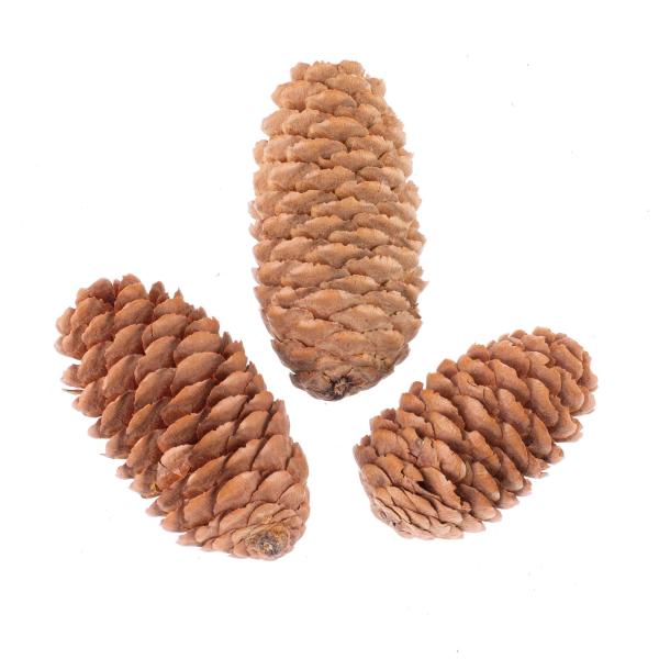 Tannenzapfen, natur 3-7cm, 120g