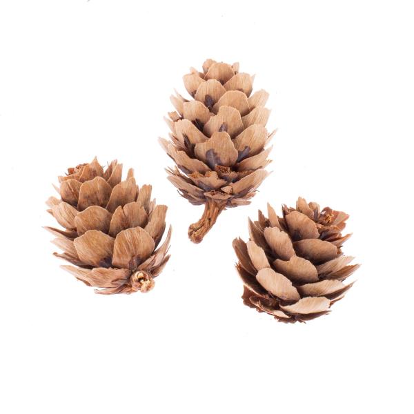 Zapfen Mix, natur 2-4cm, 50St.