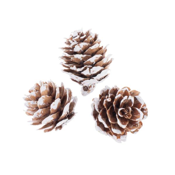 Zapfen Mix, washed 2-4cm, 50St.