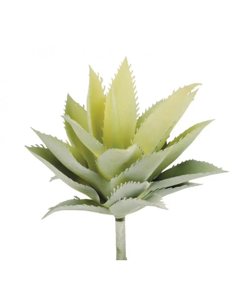 Agave 15cm