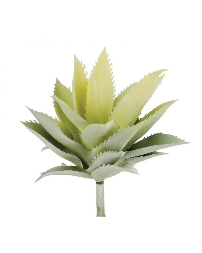 Agave 15cm - Kidis Art