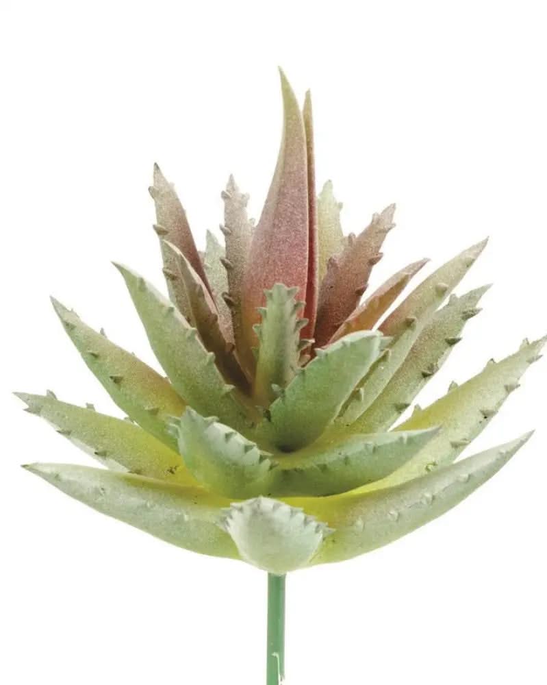 Aloe 7cm - Kidis Art