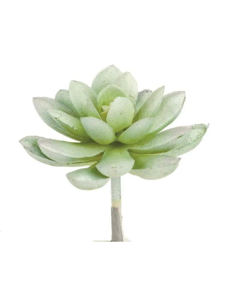 Echeveria 7cm - Kidis Art