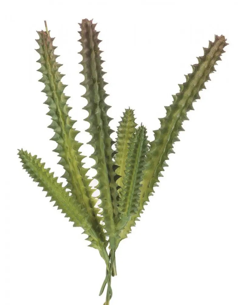 Hylocereus undatus 15cm
