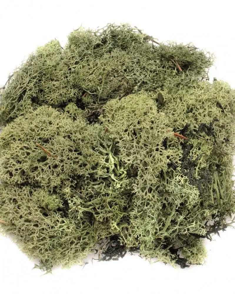 Islandmoos dunkelgrün 50g - Kidis Art