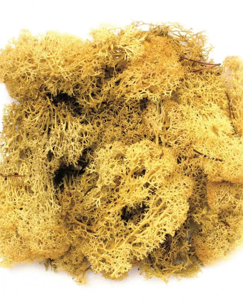 Islandmoos gelb 50g