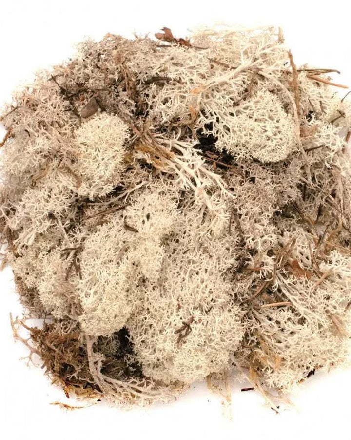 Islandmoos natur 50g - Kidis Art