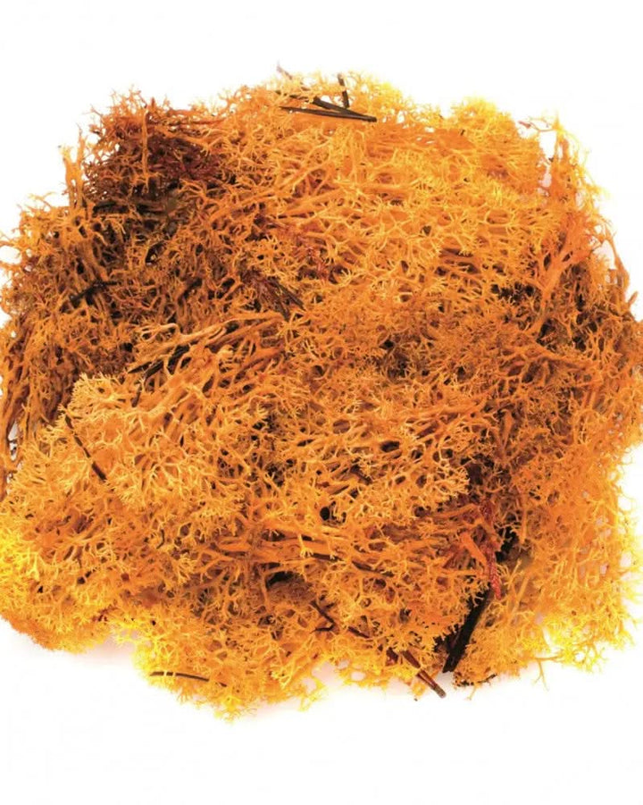 Islandmoos orange 50g - Kidis Art