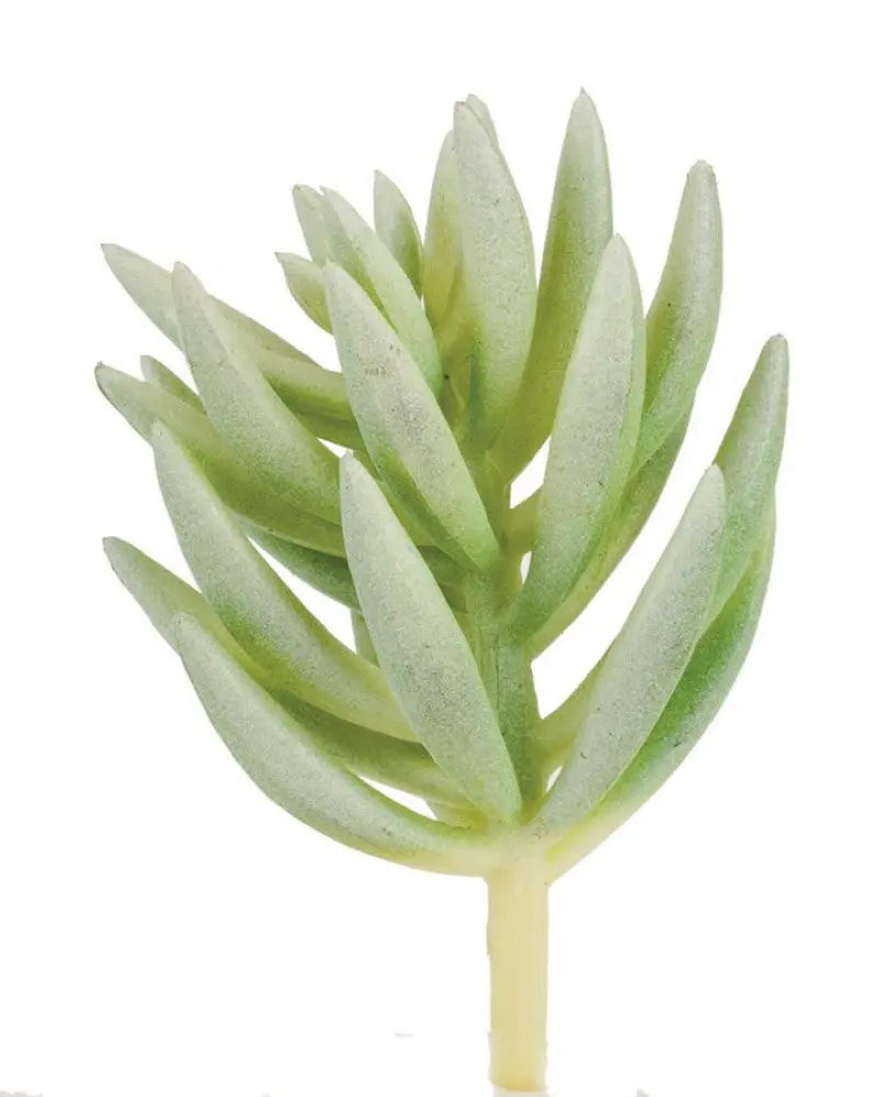 Pachyphytum compactum 7cm