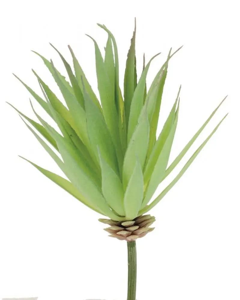 Yucca 16cm - Kidis Art