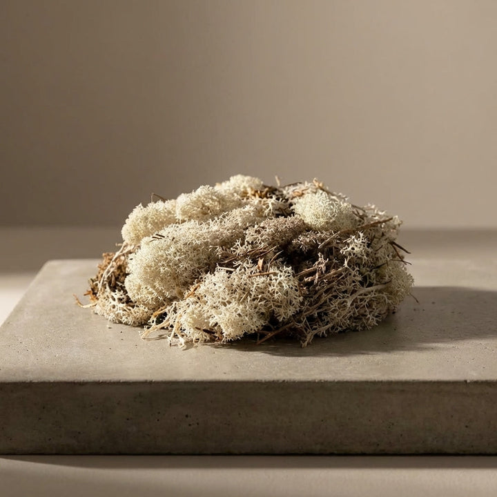 Stylized scene of 50g Islandmoos moss on a textured concrete slab, illuminated by directional lighting in a minimalist modern setting.