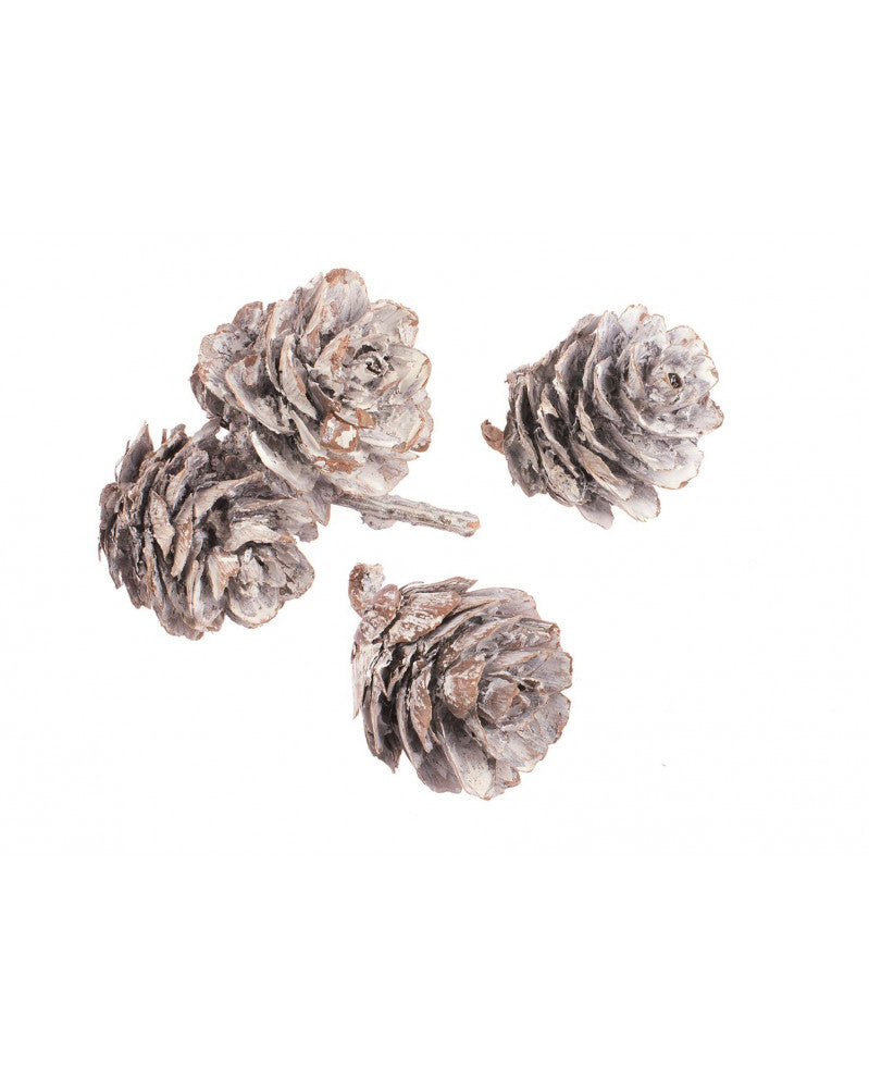 Kiefernzapfen klein 50g 3-4cm