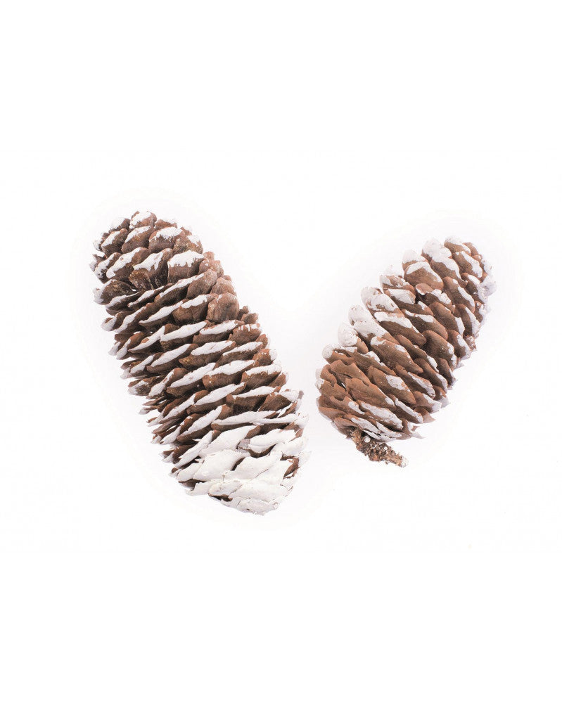 Fichtenzapfen klein 50g 6-8cm