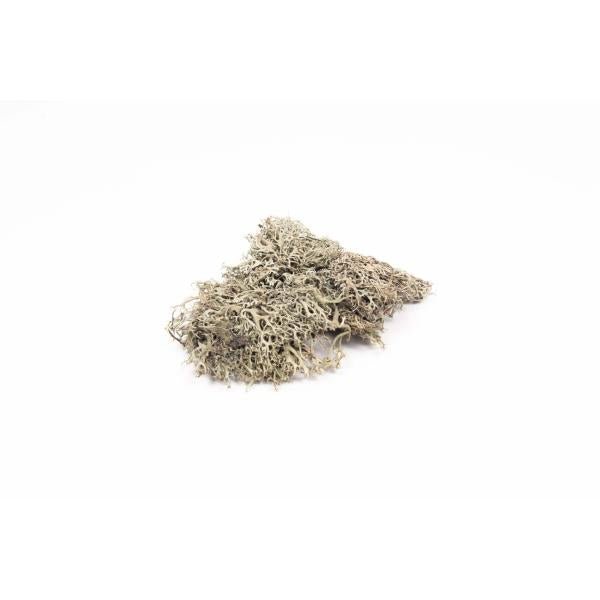 Graumoos 50g - Kidis Art