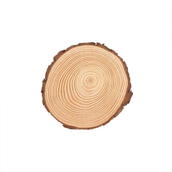 FSC Kiefernholz Holzscheibe 15 cm mit natürlicher Rinde und Jahresringen für DIY Deko