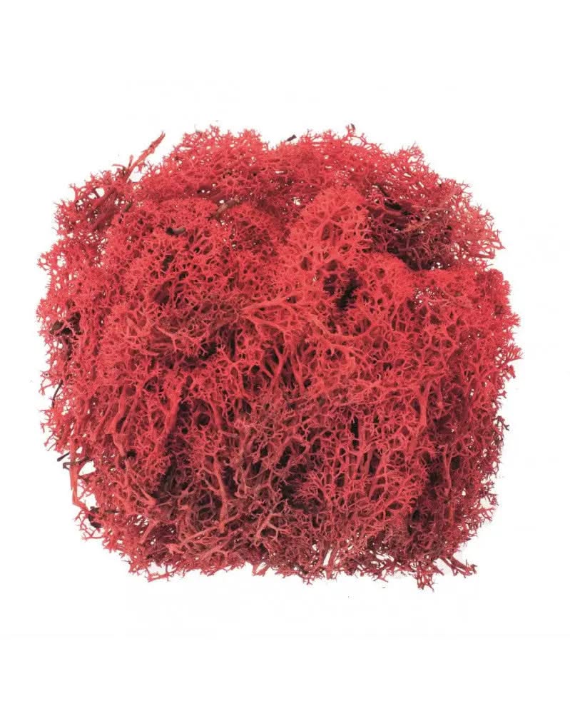 Islandmoos rot 50g - Kidis Art