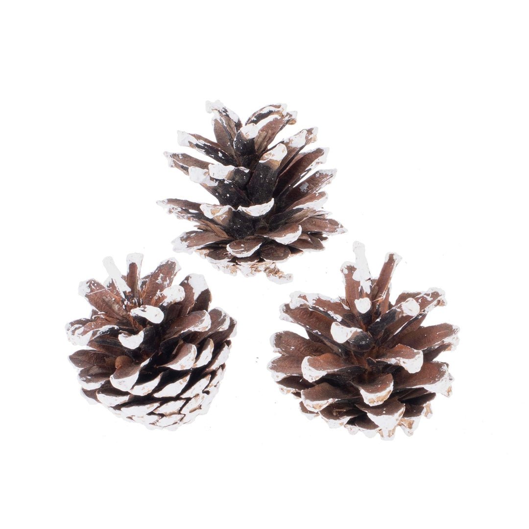 Kieferzapfen mix, washed 3-5cm, 150g - Kidis Art