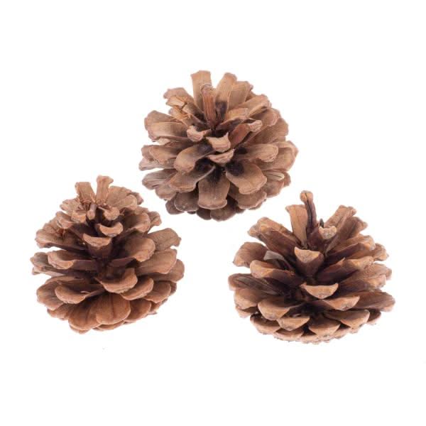 Pigne di pino naturali 6-8 cm, rustiche e aperte per decorazioni natalizie