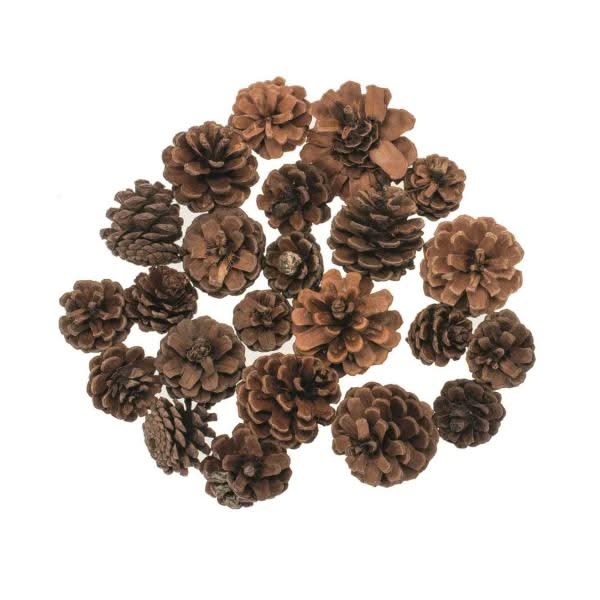 Kieferzapfen, sortiert,2,5-5cm 100g - Kidis Art