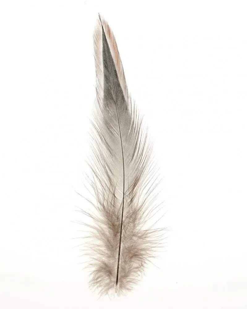 Naturfedern ca. 15St braun - Kidis Art