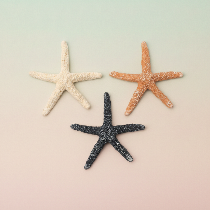 Seesterne Polyresin, mix 6x6x0,7cm, 3St/ SB - Kidis Art