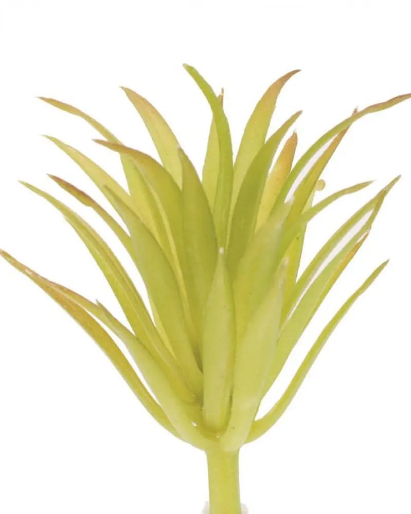 Tillandsia brachya 7cm - Kidis Art